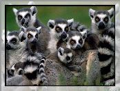 Ssaki, Lemury, Oczy