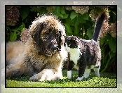 Leonberger, Hortensja, Pies, Kotek, Ogród