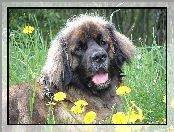 kwiatki, Leonberger, żółte