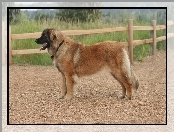 ogrodzenie, Leonberger, drewniane