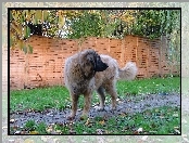 ogrodzenie, Leonberger