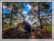 Leonberger, Ściółka, Pies, Drzewa