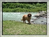 skały, Leonberger, woda