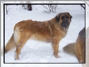 Leonberger, śnieg