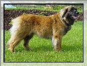 trawa, Leonberger, soczysta