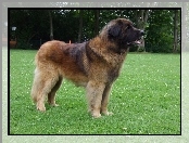 trawa, Leonberger, zielona