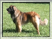 trawa, Leonberger