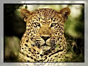 Futro, Leopard, Oczy