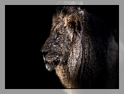 Lew, Profil
