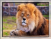 Zoo, Lew, Grzywa