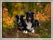 Leżące, Border collie, Dwa, Psy