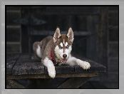 Husky, Leżący, Siberian