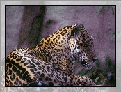 Leżący, Jaguar