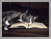 Książka, Leżący, Kot