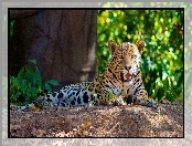 Las, Leżący, Jaguar