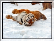 Śnieg, Leżący, Tygrys