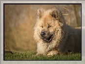 Szpic eurasier, Leżący, Pies