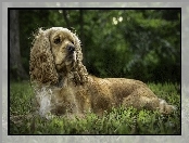 Leżący, Cocker spaniel amerykański