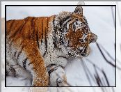 Leżący, Śnieg, Zima, Tygrys