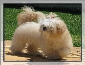 Lhasa Apso