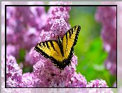 Kwitnący, Paź królowej, Lilak, Żółto-czarny, Motyl