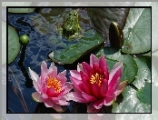 Lilia wodna, Kwiat, Żaba