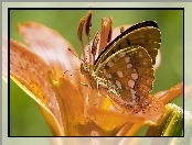 Lilia, Motyl