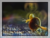 Bokeh, Ślimaczek, Grzybek
