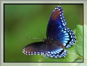 Liść, Owad, Motyl, Kolorowe
