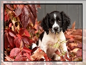 Liście, Springer spaniel angielski, Szczeniak