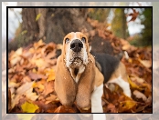 Liście, Pies, Basset hound