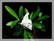 Bielinek, Liście, Motyl