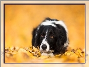 Liście, Leżący, Border collie