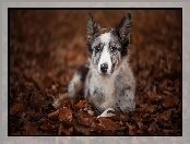 Liście, Leżący, Border collie