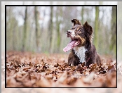 Liście, Pies, Border collie