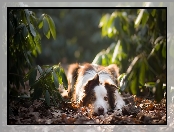 Liście, Rośliny, Pies, Leżący, Border collie