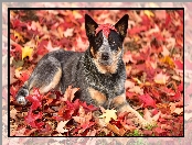 Liście, Pies, Australian cattle dog