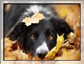 Liście, Border collie, Głowa