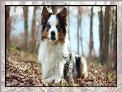 Liście, Border collie, Las