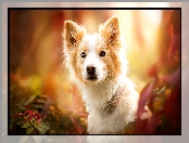 Liście, Border collie, Obroża