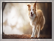 Liście, Border collie, Pies