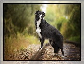 Liście, Border collie, Tory