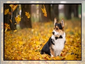 Liście, Pies, Welsh corgi cardigan