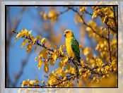 Grafika AI, Gałązki, Żółto-zielona, Papuga, Żółte, Liście