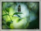 Liście, Gałązka, Motyl, Egzotyczny, Heliconius hortense