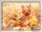 Liście, Yorkshire Terrier, Jesień, Pies
