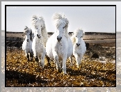 Liście, Białe Konie, Galop