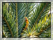 Liście, Papuga, Palma