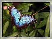 Niebiesko-czarny, Motyl, Liście, Morpho peleides