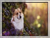Liście, Welsh corgi pembroke, Rudo-biały, Pies, Motyl, Fioletowe